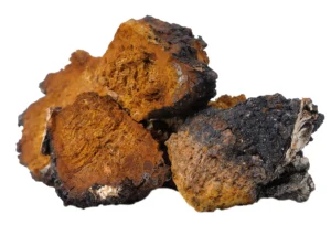 Chaga c7723741 e8ad 40df 9144 f07b4d6fd4d7