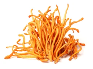 Cordyceps3