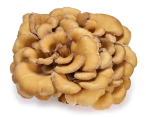 Maitake 08cf67c5 0f5f 434d 9e86 eef0b811cf59