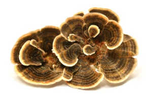 TurkeyTail